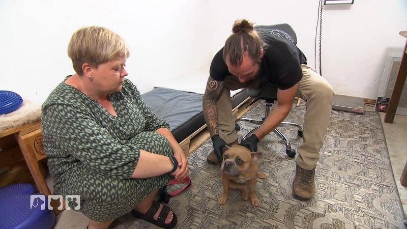 Bulldogge Paula kämpft um jeden Schritt