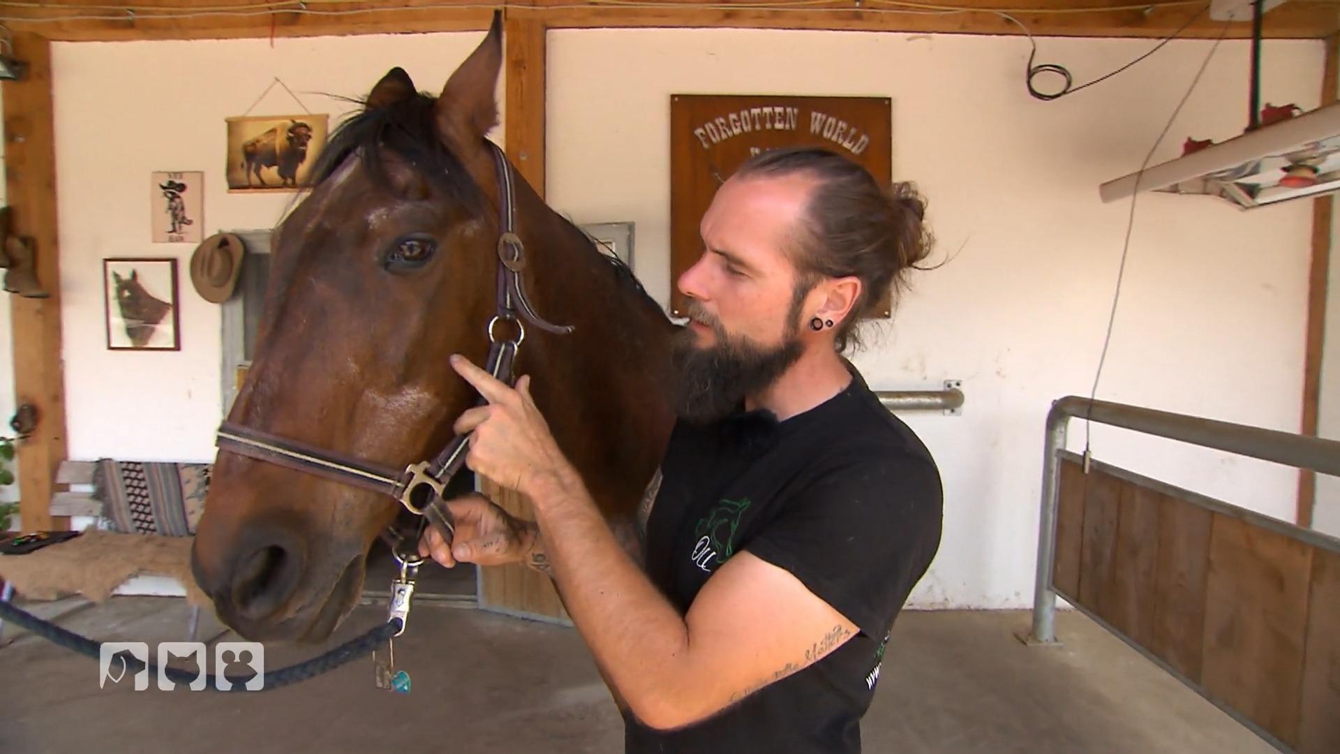 Gesundheitscheck bei Stute Flamenco