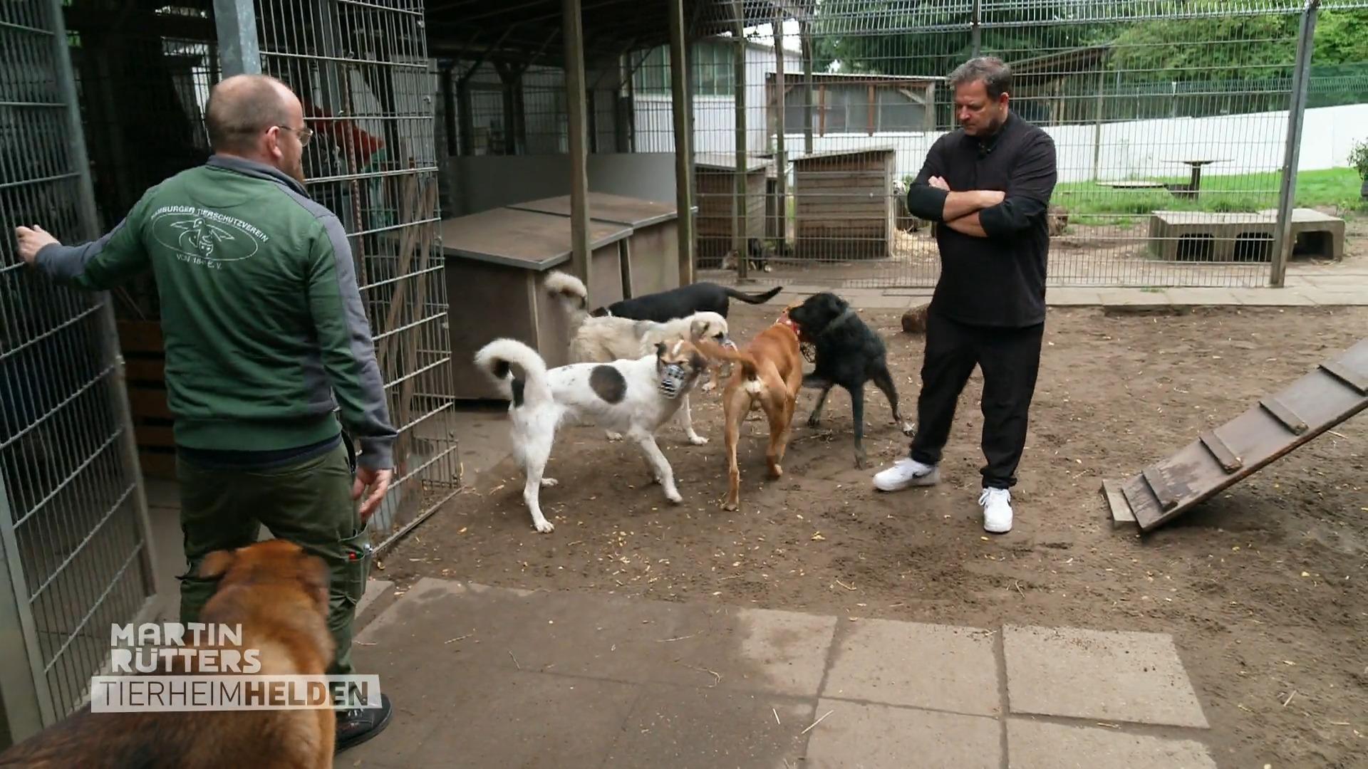 Ray wird in die Hundegruppe eingeführt