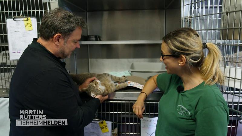 Kuschelalarm im Katzenhaus