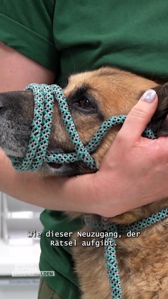 Gruppenhaltung für schwere Jungs