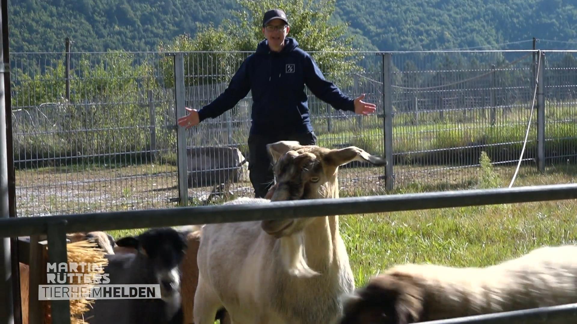 Chaos bei der Schaf-Pediküre