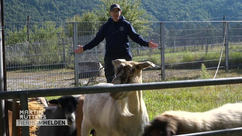 Chaos bei der Schaf-Pediküre