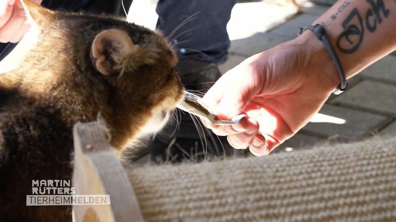 "Problemkater" mit Vergangenheit: Kann er Menschen wieder vertrauen?
