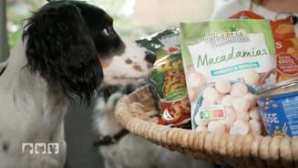  Was für uns Menschen ein Genuss ist, kann für Hunde schnell gefährlich werden. 