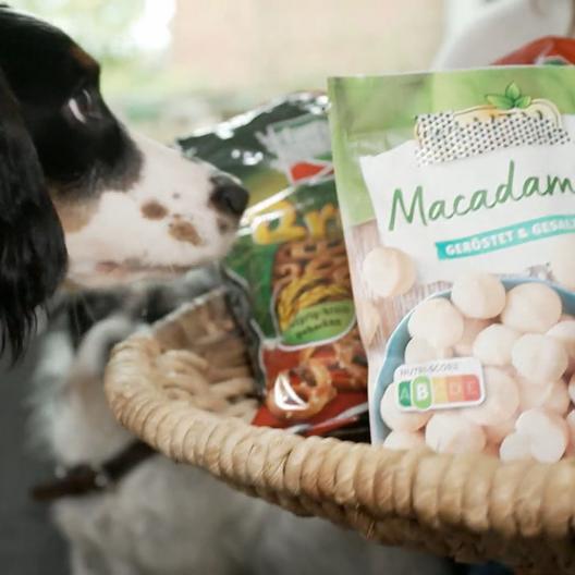 Schokolade, Nüsse & Co.: Was Hunde wirklich nicht fressen dürfen