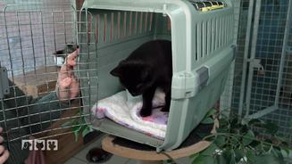 Die besten Transportlösungen für Stubentiger