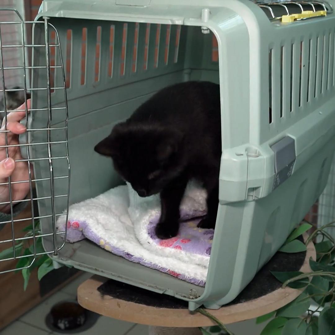 Bereits beim Anblick streicken die Samtpfoten