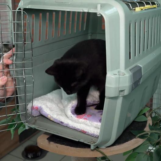 Designer-Box oder Klassiker?