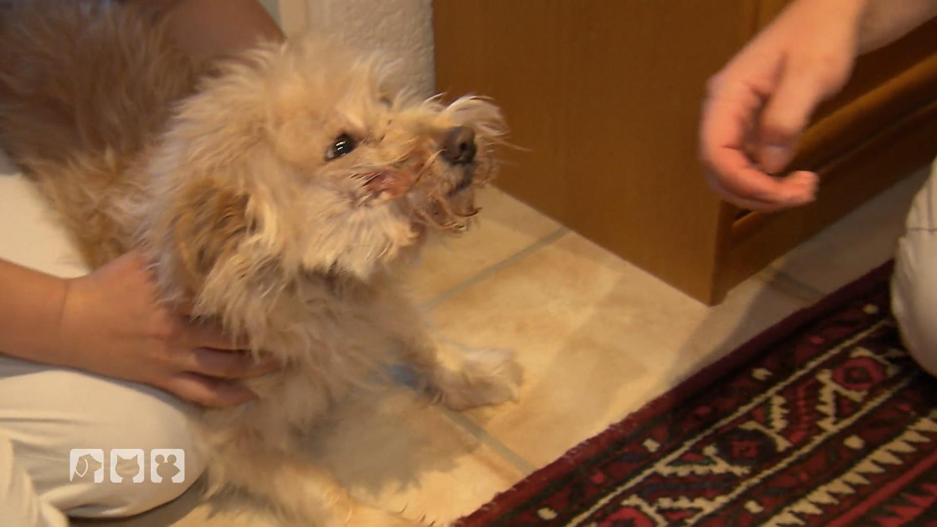 Hündin Mia hat starke Schmerzen