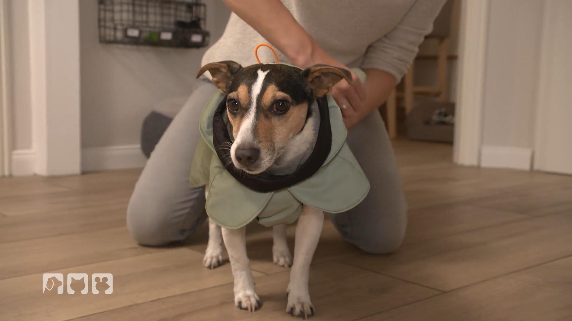 Sind Hundemäntel notwendig?