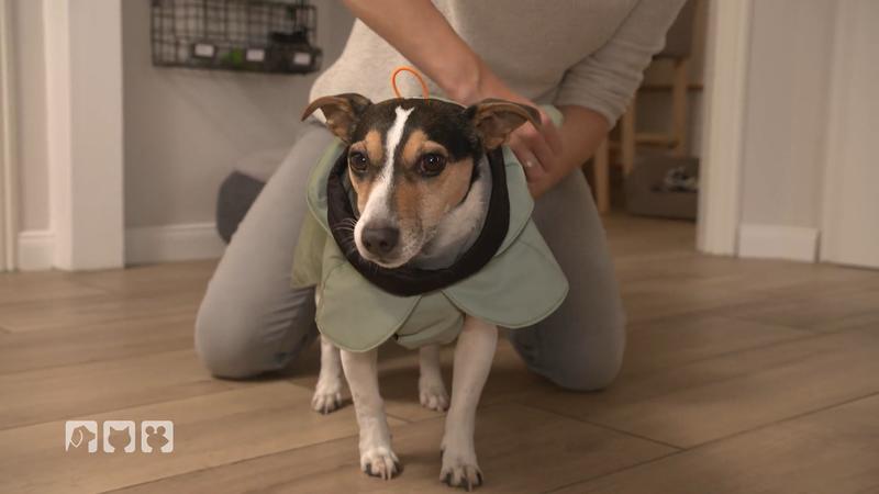 Sind Hundemäntel notwendig?