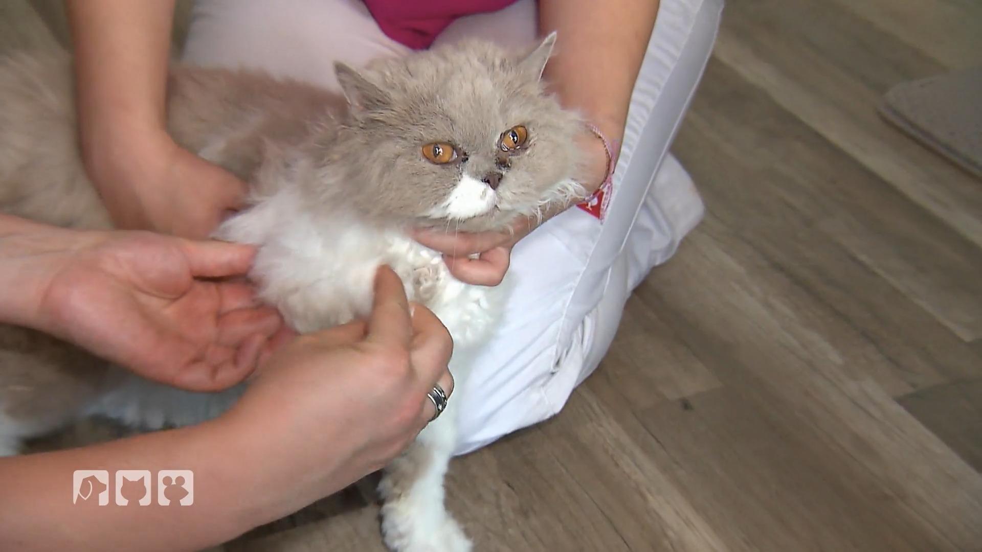 Katze Bunjok ist gestürzt