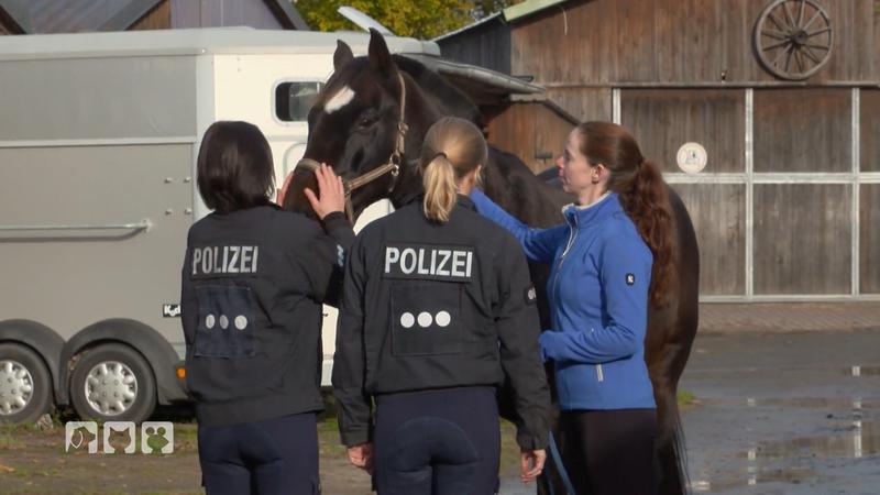 Schafft Lucky es zum Polizeipferd?