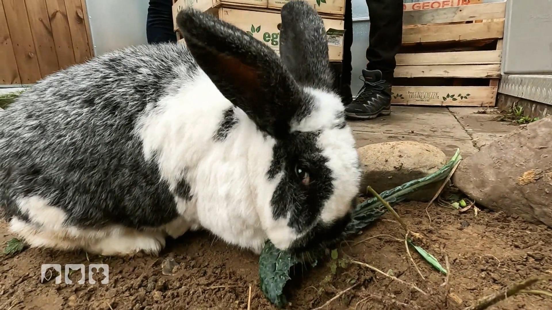 Kaninchenhaltung im Winter