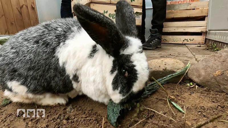 Kaninchenhaltung im Winter