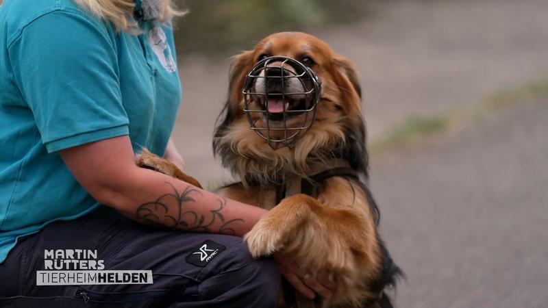 Eine Chance für ungewollte Tierheimhunde