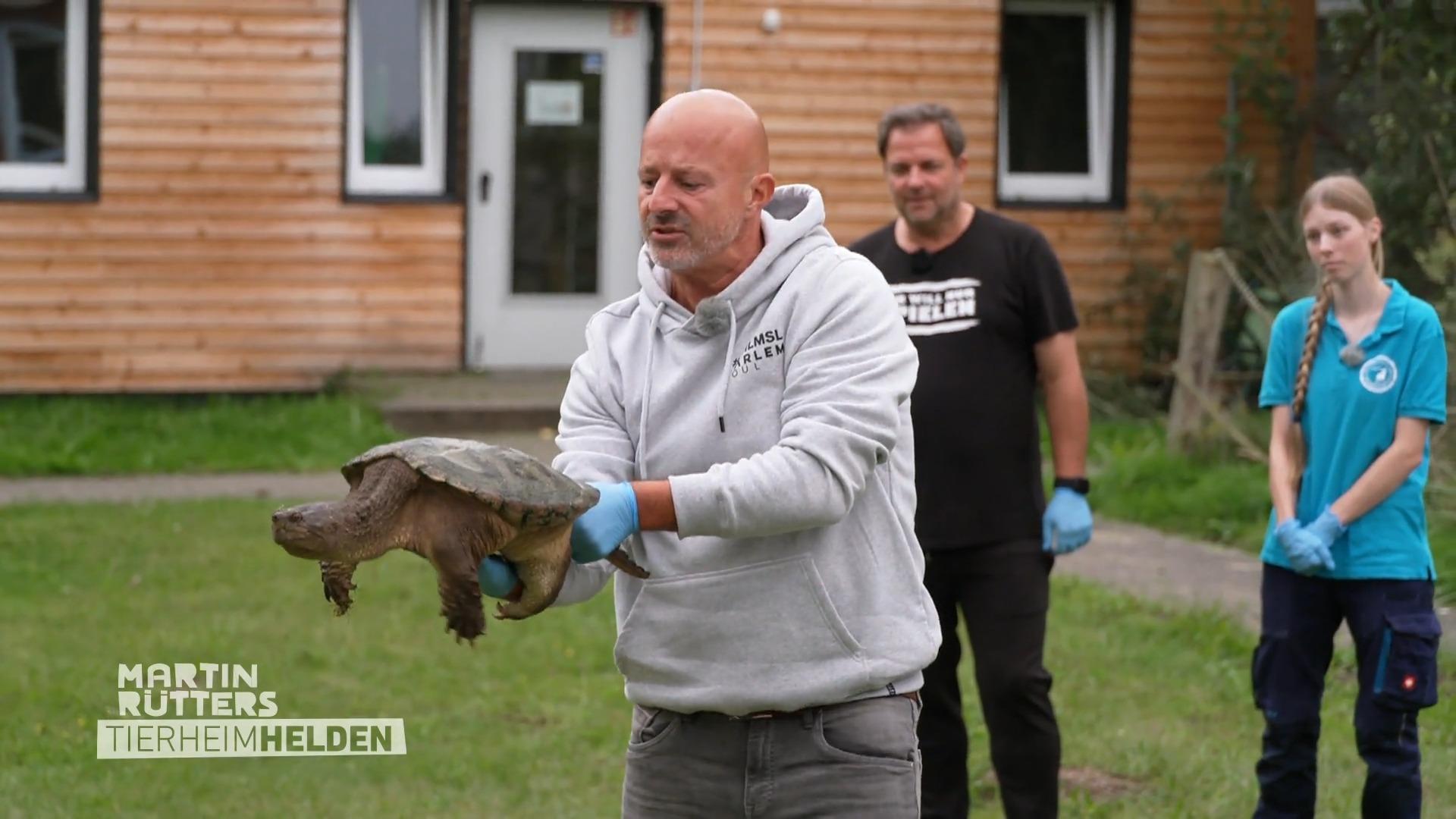 Schnappschildkröte soll zum Überwintern umziehen