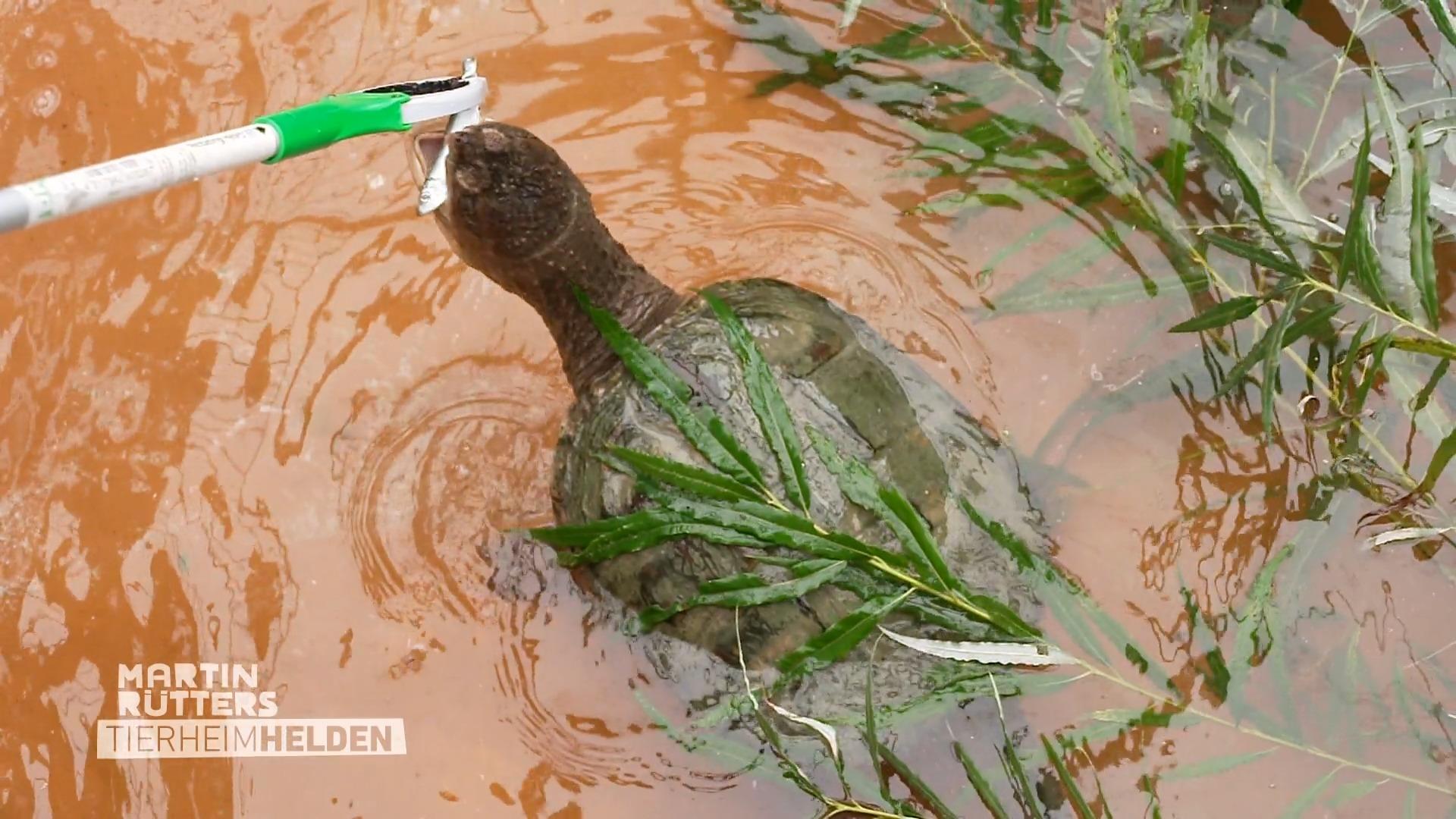 Faszinierendes Reptil