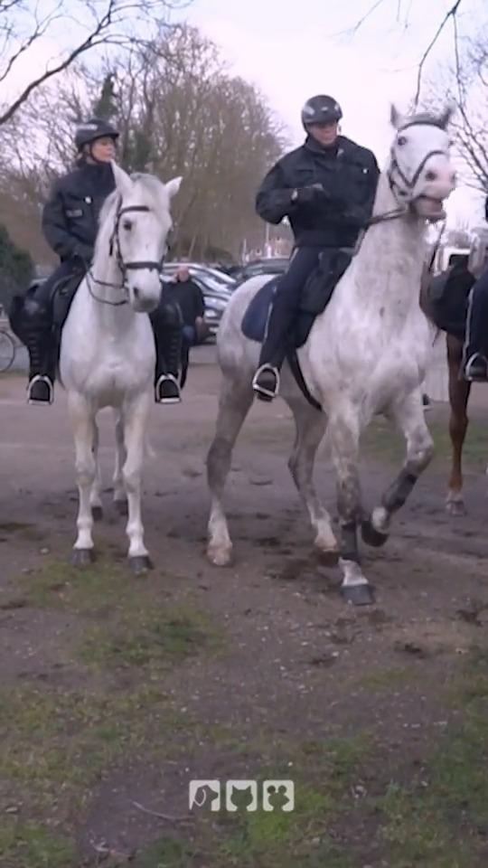 Die Reiterstaffel im Einsatz