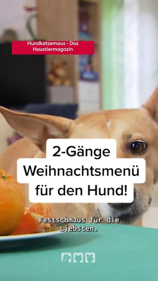 Festschmaus für den hund