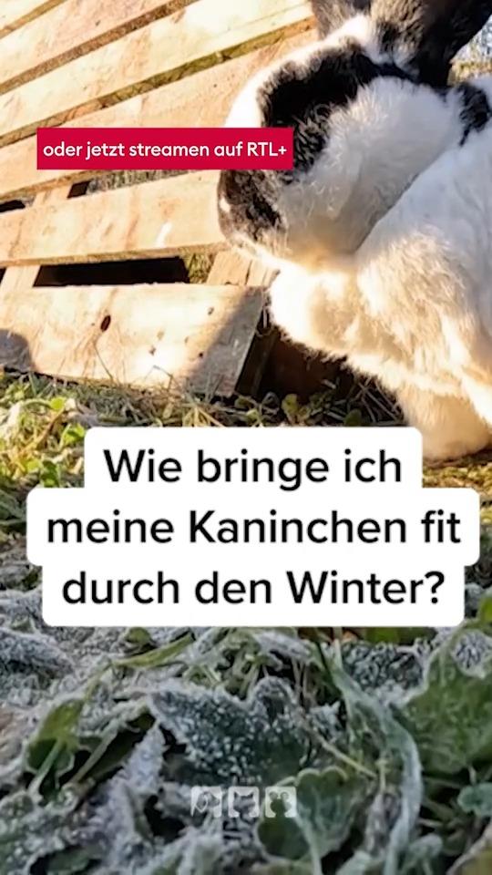 Wie bringe ich Kaninchen durch den Winter?