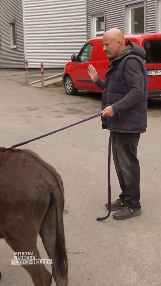 Deffi wird zum Eselflüsterer