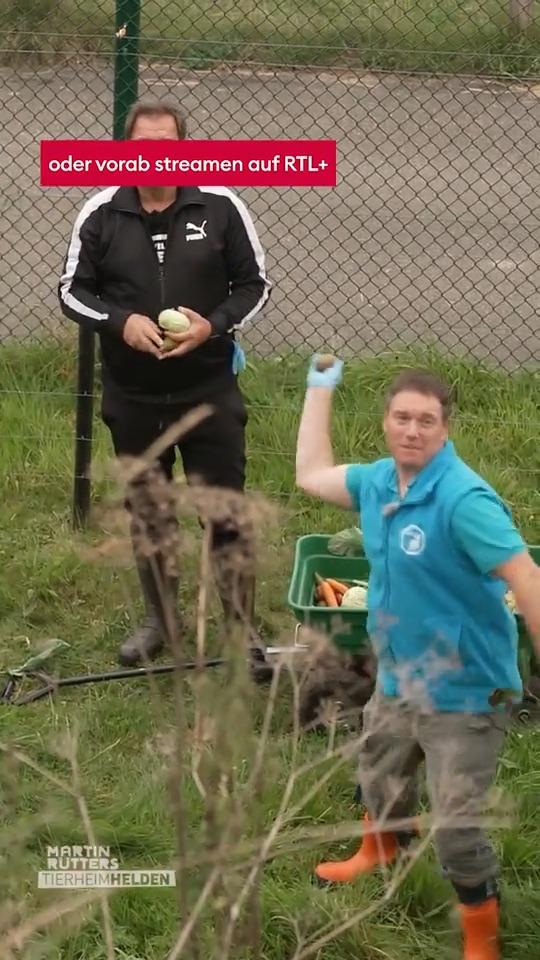 Festmahl für Kragenbären