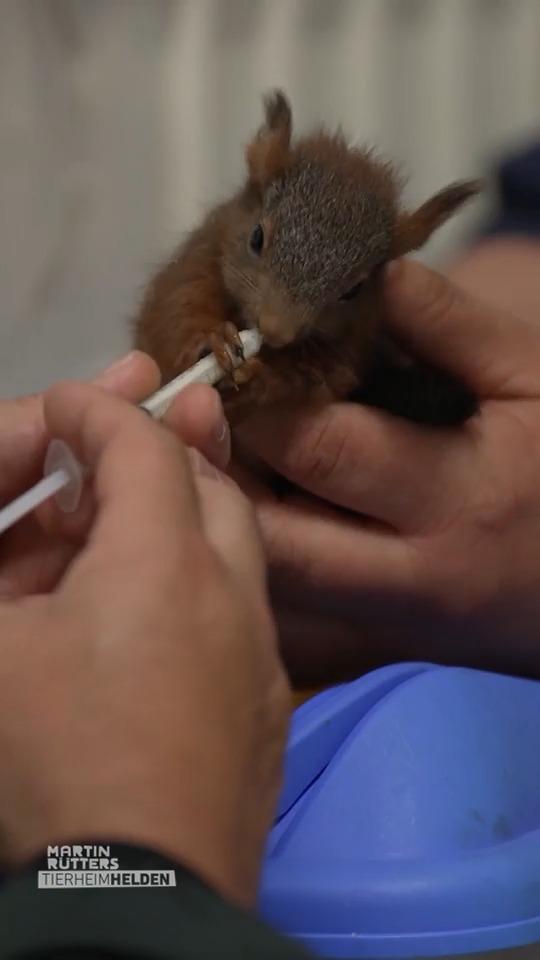 Rettung für ein quirliges Eichhörnchen