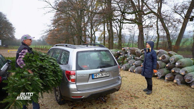 Wie wird der Weihnachtsbaum richtig transportiert?