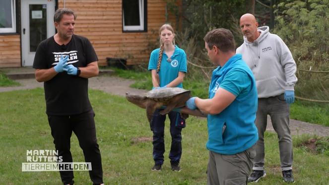 Martin und Deffi helfen beim Umquartieren einer Schnappschildkröte