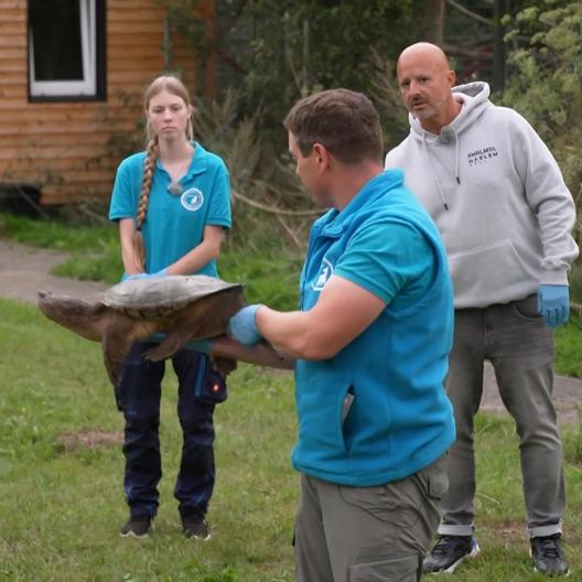 Martin und Deffi helfen beim Umquartieren einer Schnappschildkröte