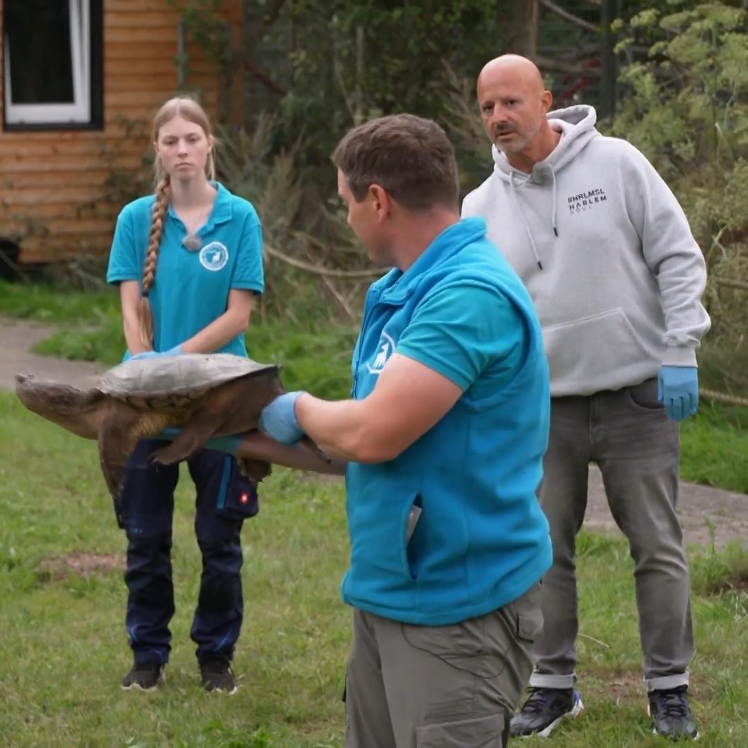 Die Schnappschildkröte ist Deffi nicht geheuer
