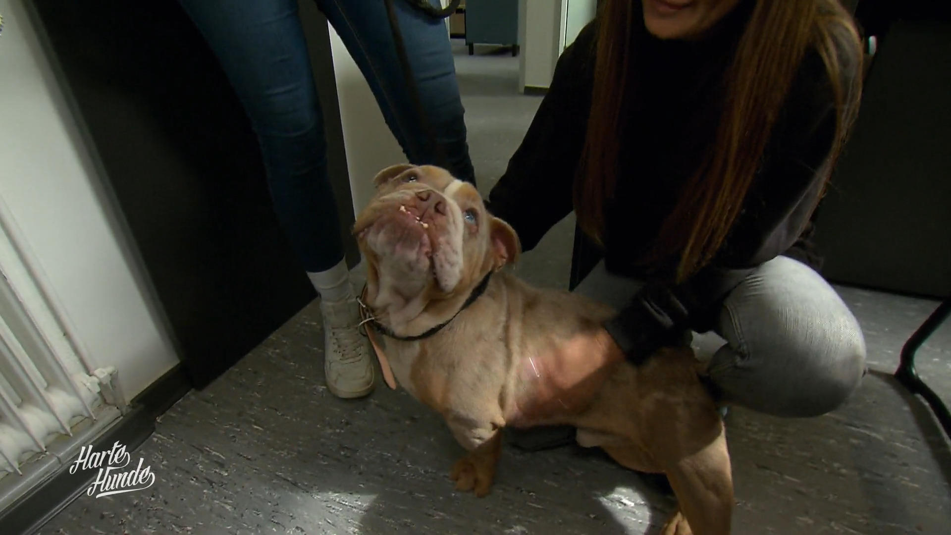 Kranker Hund vor dem Tierheim angebunden