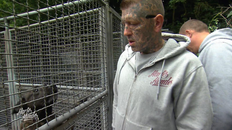 Zaunbau unter Dauerbellen