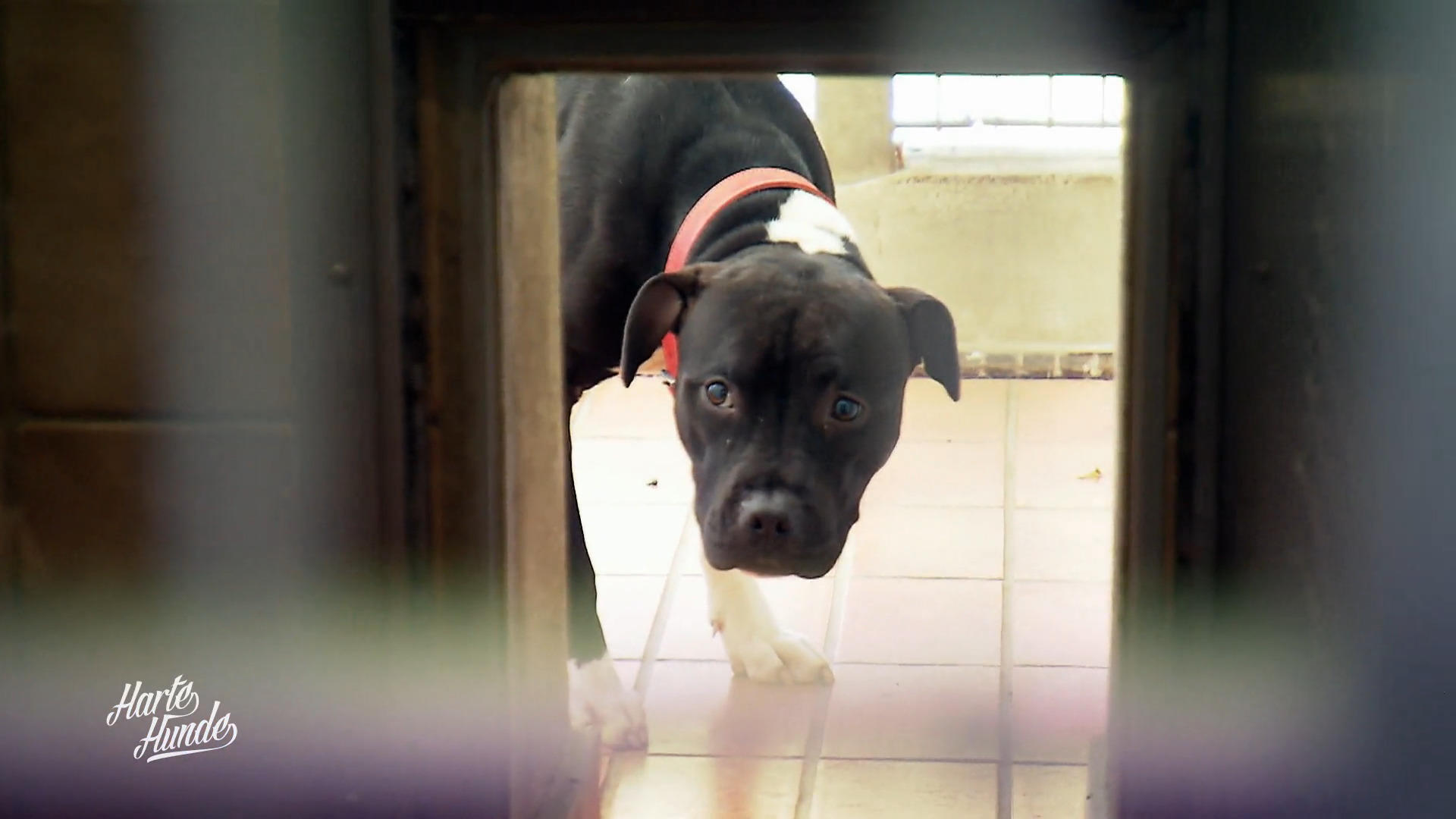 Hochwertige Hunde, hohes Risiko