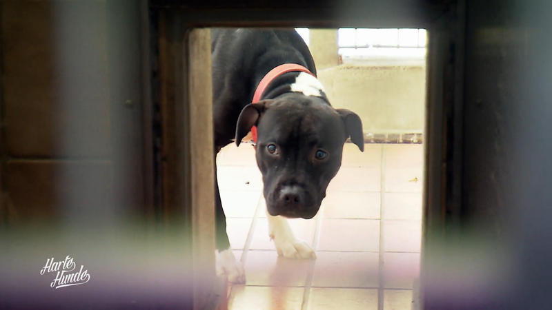 Hochwertige Hunde, hohes Risiko