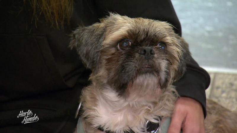 Beschlagnahmte Hunde kommen an