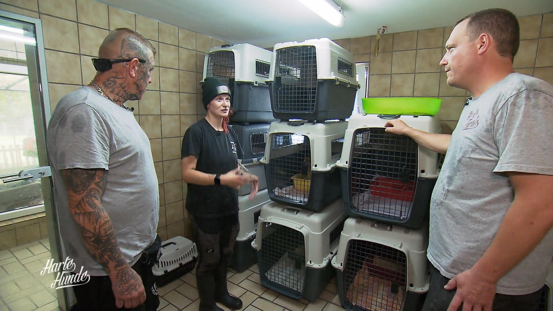 Katzen-Quarantäne wird auf Vordermann gebracht