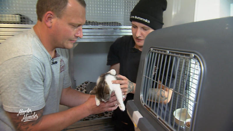 Einzug der ersten Katzen