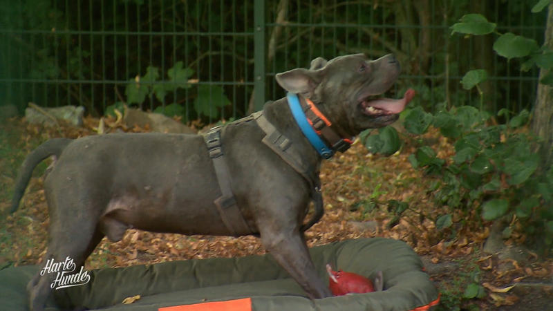 Marvis testen die neuen Spielzeuge – ohne Maulkorb