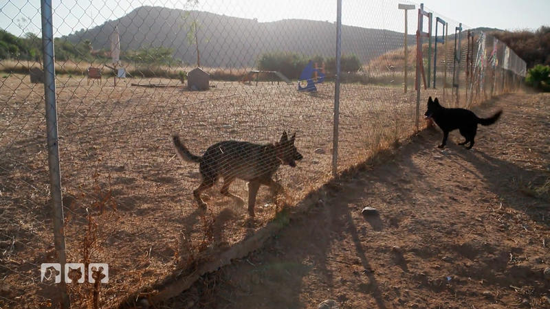 Schäferhund Arabella – wie viel Potenzial steckt in ihr?