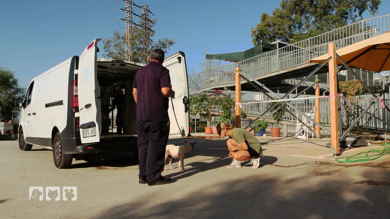 Tierfänger bringen zwei Hunde