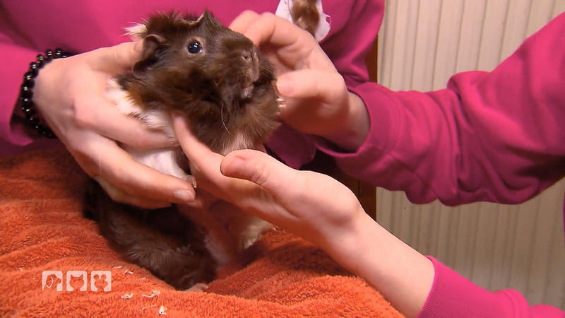 Meerschweinchen-Notfall: Schwellung und Appetitlosigkeit