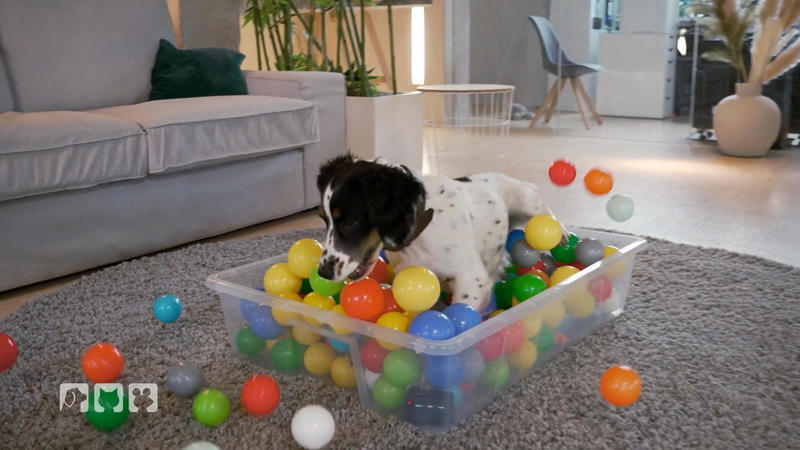 hundkatzemaus über Balljunkies: Wann wird Spielen zur Sucht?