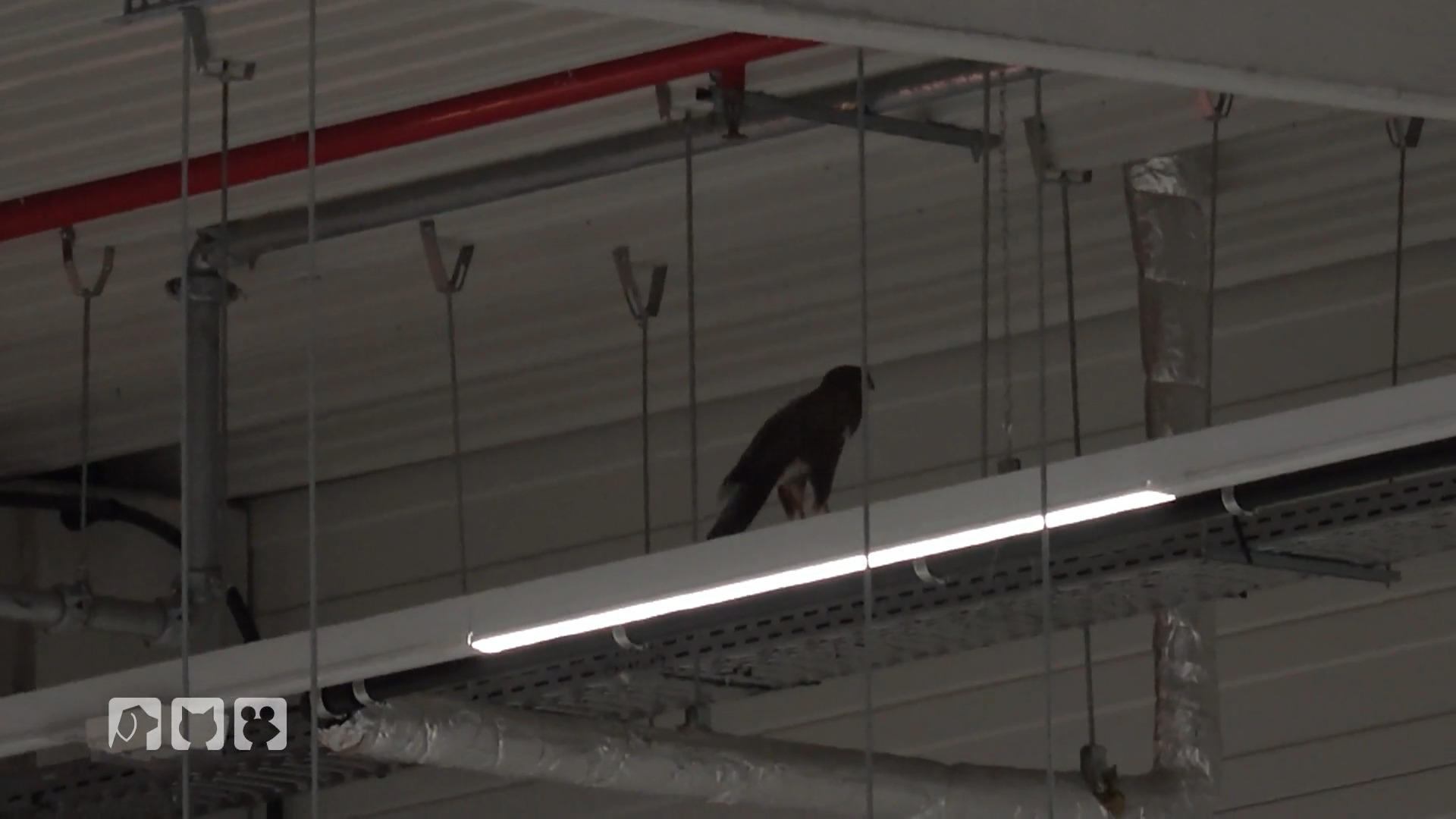 Japan-Netz gegen Greifvogel