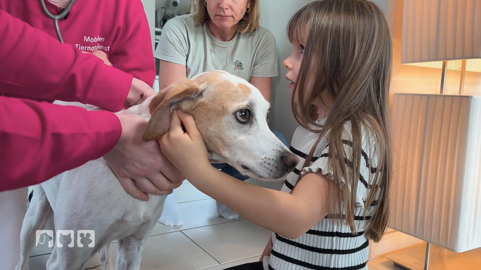 Hund mit Urinproblemen – Tiernotdienst unter Druck