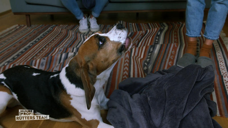 Kuno hört nicht zu: Kann Der Hundeprofi den Beagle erden?