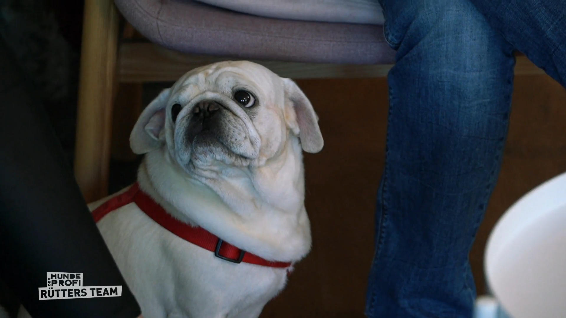 Wenn der Mops den Fernseher attackiert