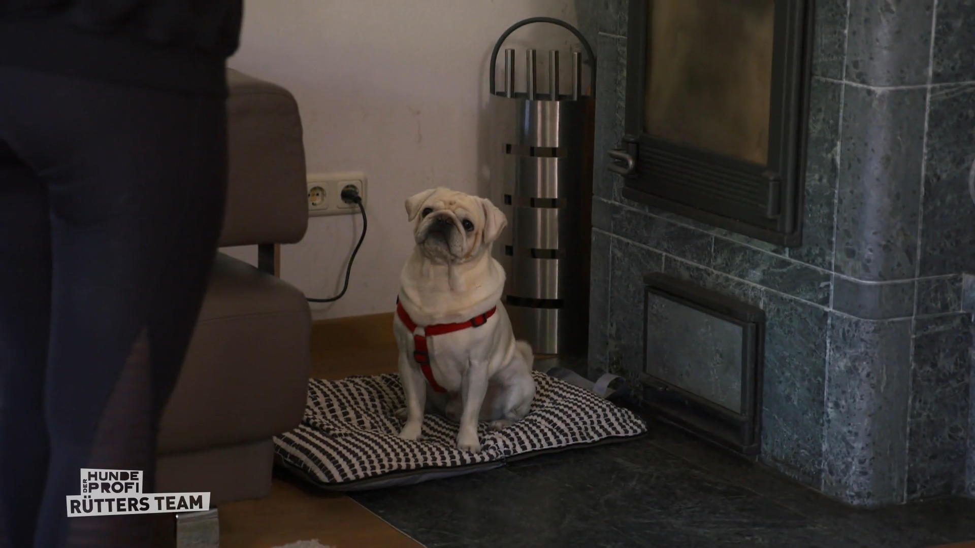 Mops James wird zum Musterschüler – dank Trainerin Steffi